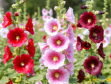 Hollyhock Seeds Bulk Pack | Mixed Color Perennial Flowers