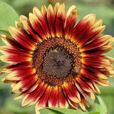Blanket Sunflower Seeds Heirloom Open-Pollinated Vibrant Garden Flowers