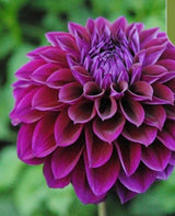 Burgundy Dahlia Flower Seeds Heirloom Garden Plant Seeds