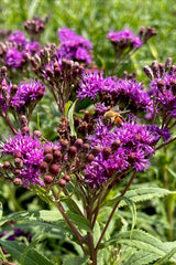 Ironweed Vernonia Fasciculata Seeds Perennial Native Flowers for Garden and Pollinators