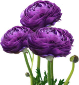 Ranunculus Tecolote Purple Bulbs – Spring Cut Flowers, Easy Grow Garden