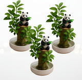 Brazilian Willow Wood Plants – Mini Lucky Wood Kits