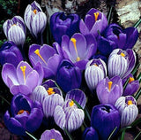 Blue Moon Mix Crocus Bulbs – Blue & Purple Spring Flowers