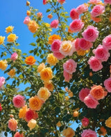 Mix Climbing Rose Seeds – Long Blooming Ornamental Vine