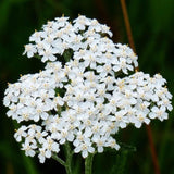 Pearl Yarrow Seeds – Perennial Drought Tolerant Flowers