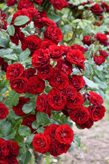 Climbing Rose Bush Seeds – Perennial Vine Flowers for Trellis Garden