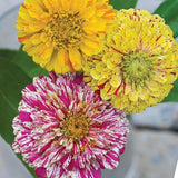 Candy Cane Mix Zinnia Seeds – Non-GMO Heirloom Flowers
