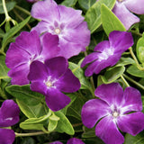 Perennial Vinca Periwinkle Seeds – Non-GMO Ground Cover