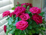 Miniature Rose Plant Live 3” Potted Rose Compact Colorful Flowering Bush Pink