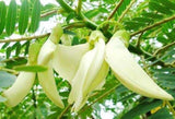 Sesbania Grandiflora White Seeds – Rare Tropical Flower Plant