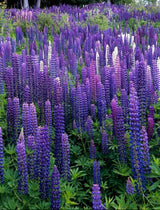 Perennial Lupine Flower Seeds | Lupinus Perennis by Seeds2Go