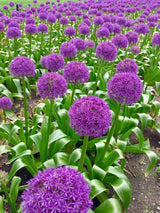 Giant Allium Globemaster Seeds – Purple Blue Flower