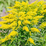 Solidago Stiff Goldenrod Seeds | Perennial Flowers