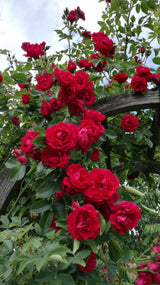 Climbing Rose Bush Seeds – Perennial Vine Flowers for Trellis Garden