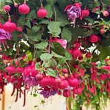 Fuchsia Seeds, Perennial Hanging Flower, Easy Grow