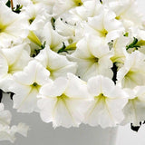 Easy Wave White Petunia Seeds – Trailing Annual for Baskets & Beds
