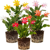 Live Mix Christmas Cactus Plants Bare Root