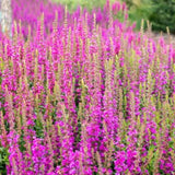 Clary Sage Pink Sundae Salvia – Pollinator Favorite