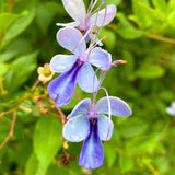 Clerodendrum Blue Butterfly Live Plant – Starter Plant 5–8 Inches