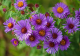 New England Aster Seeds Purple Perennial Heirloom Flowers