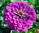 Purple Prince Zinnia Seeds – Non-GMO Heirloom Flowers