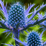Blue Star Sea Holly Eryngium Seeds | Perennial Indoor & Outdoor Flowers