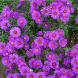 New England Aster Seeds Purple Perennial Heirloom Flowers