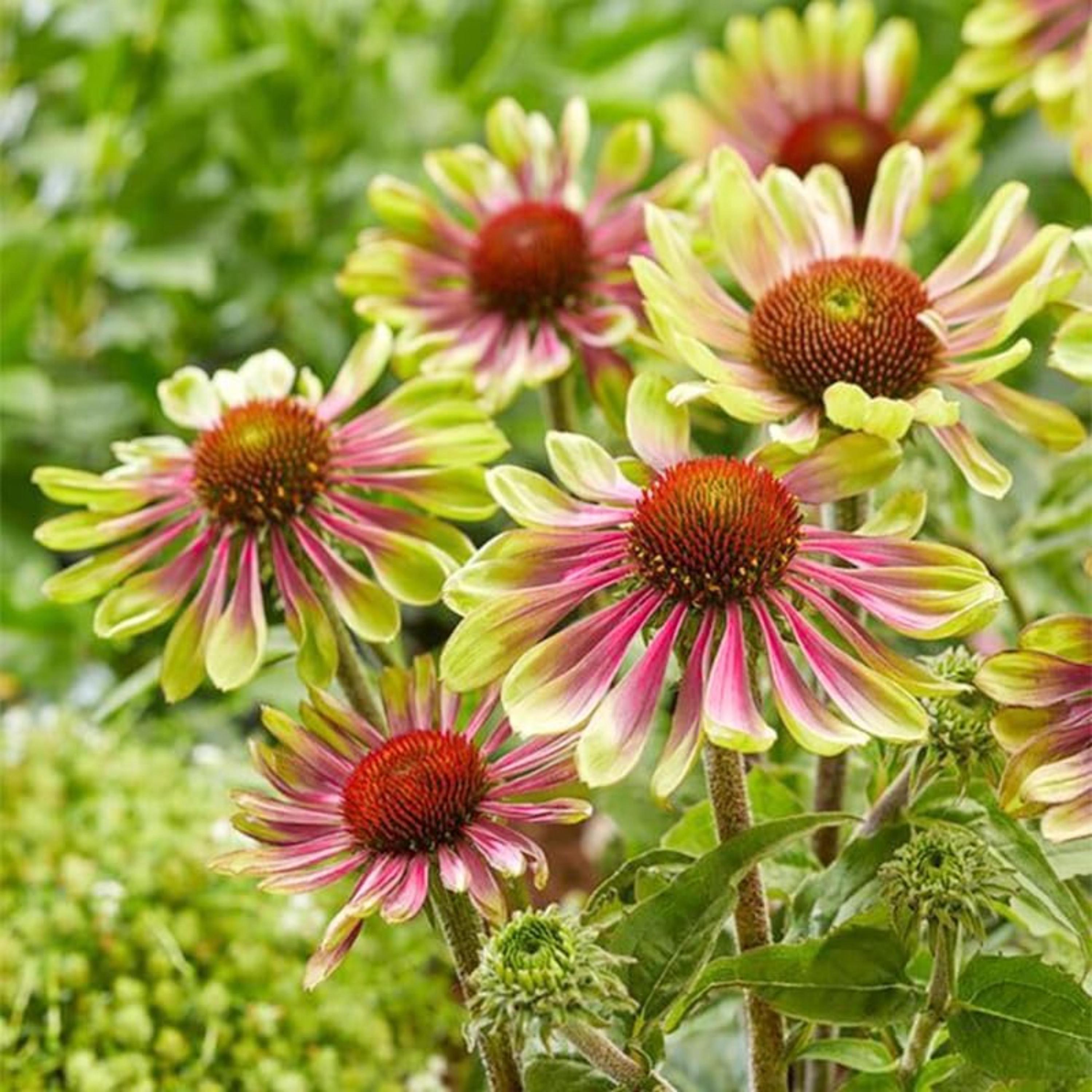 Twister Coneflower Seeds – Perennial Heirloom Garden Flowers