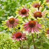 Twister Coneflower Seeds – Perennial Heirloom Garden Flowers