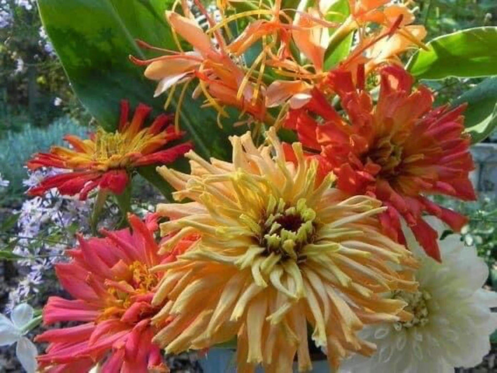 Cactus Flowered Zinnia Mix Heirloom Giant Non-GMO Seeds