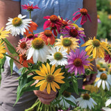 Mixed Color Echinacea Seeds – Perennial Coneflower Garden Flowers