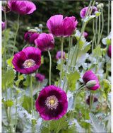 Black Beauty Poppy Seeds | Tall Dark Purple Heirloom Flower