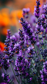 Lavender Seeds, Heirloom Perennial, Organic Herb