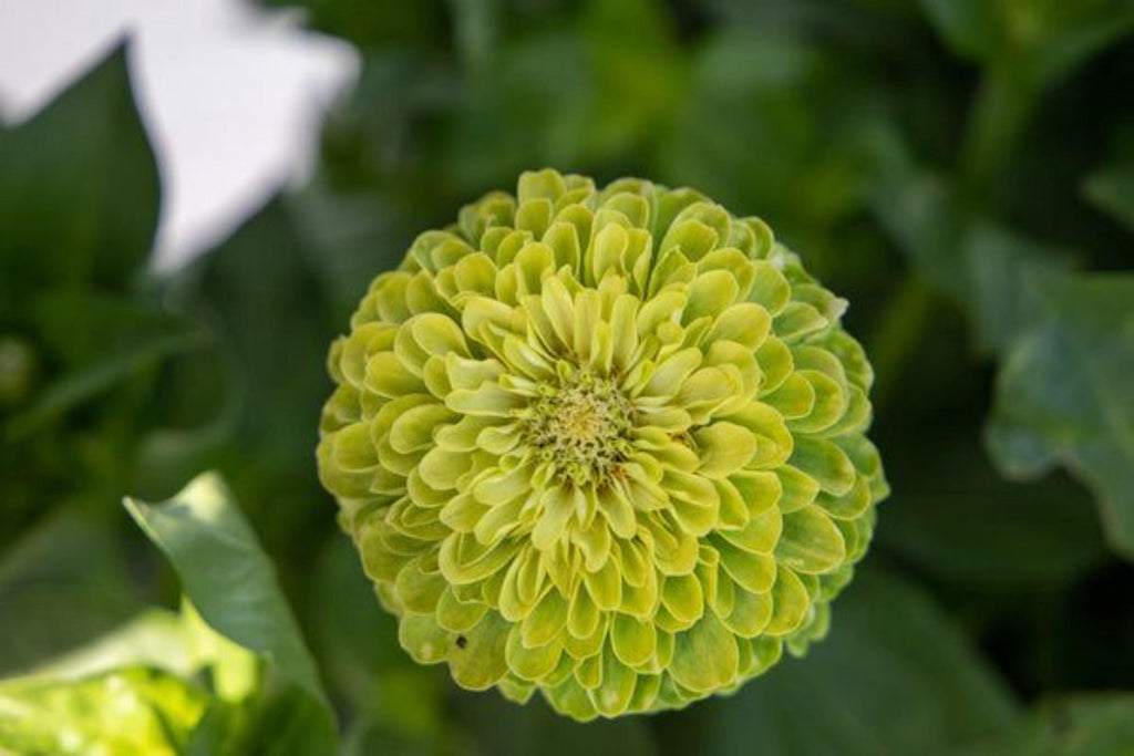 Yellow Isabellina Zinnia Seeds Heirloom Annual Cut Flowers