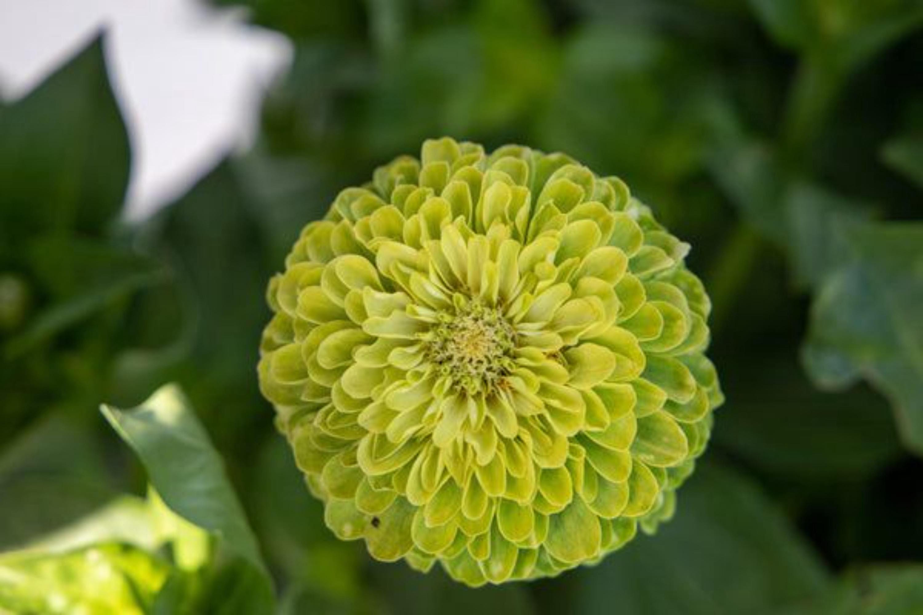 Yellow Isabellina Zinnia Seeds Heirloom Annual Cut Flowers