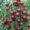 Black Opal Cherry Tomato Seeds – Heirloom Variety