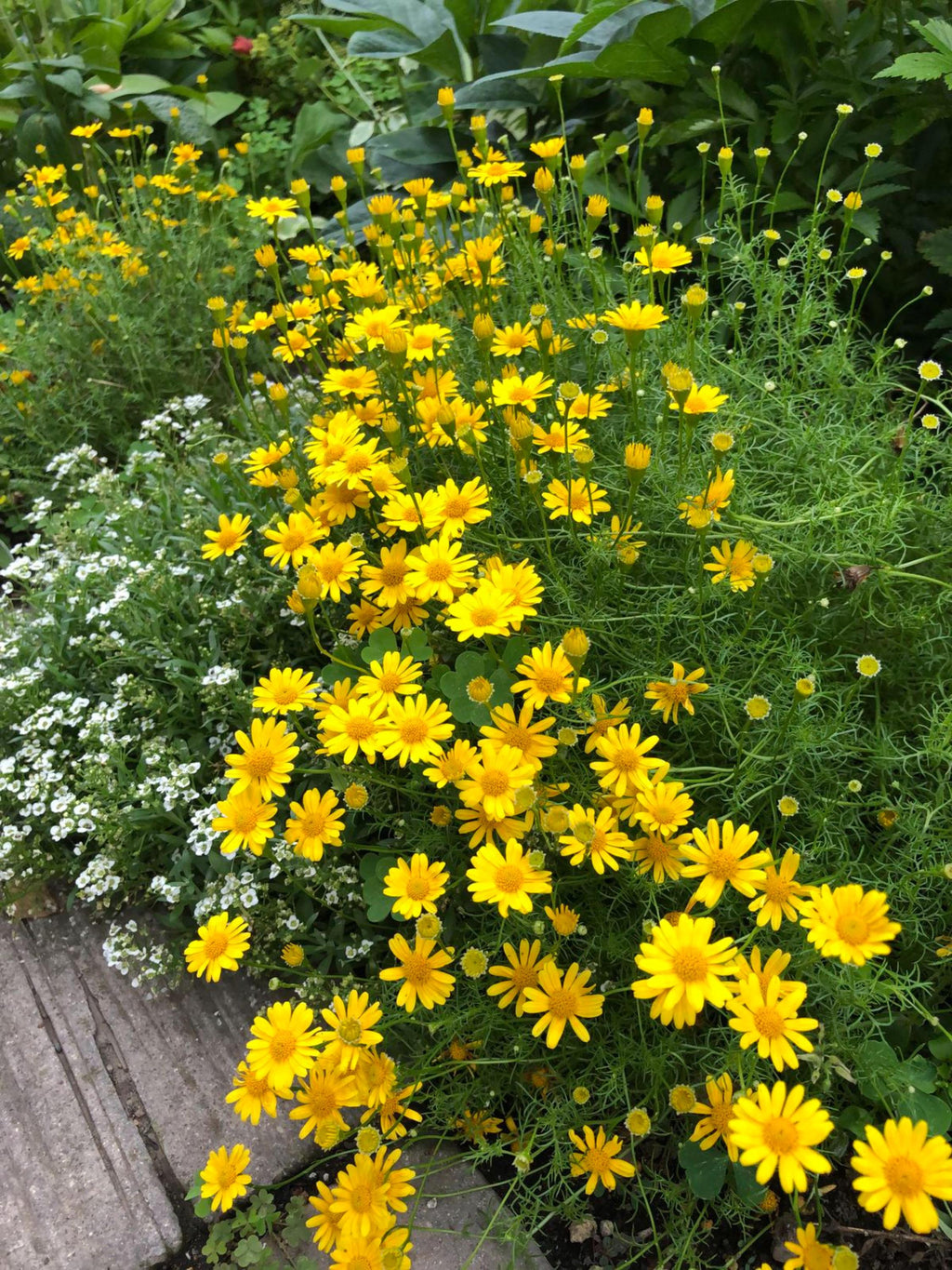 Yellow Torch Mexican Sunflower Seeds Tithonia Annual