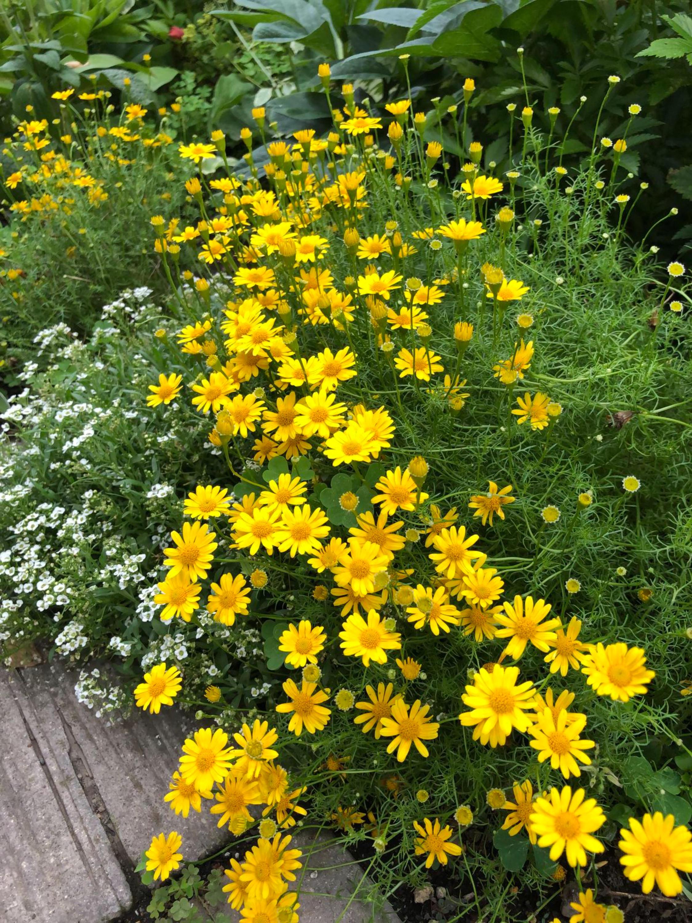Yellow Torch Mexican Sunflower Seeds Tithonia Annual
