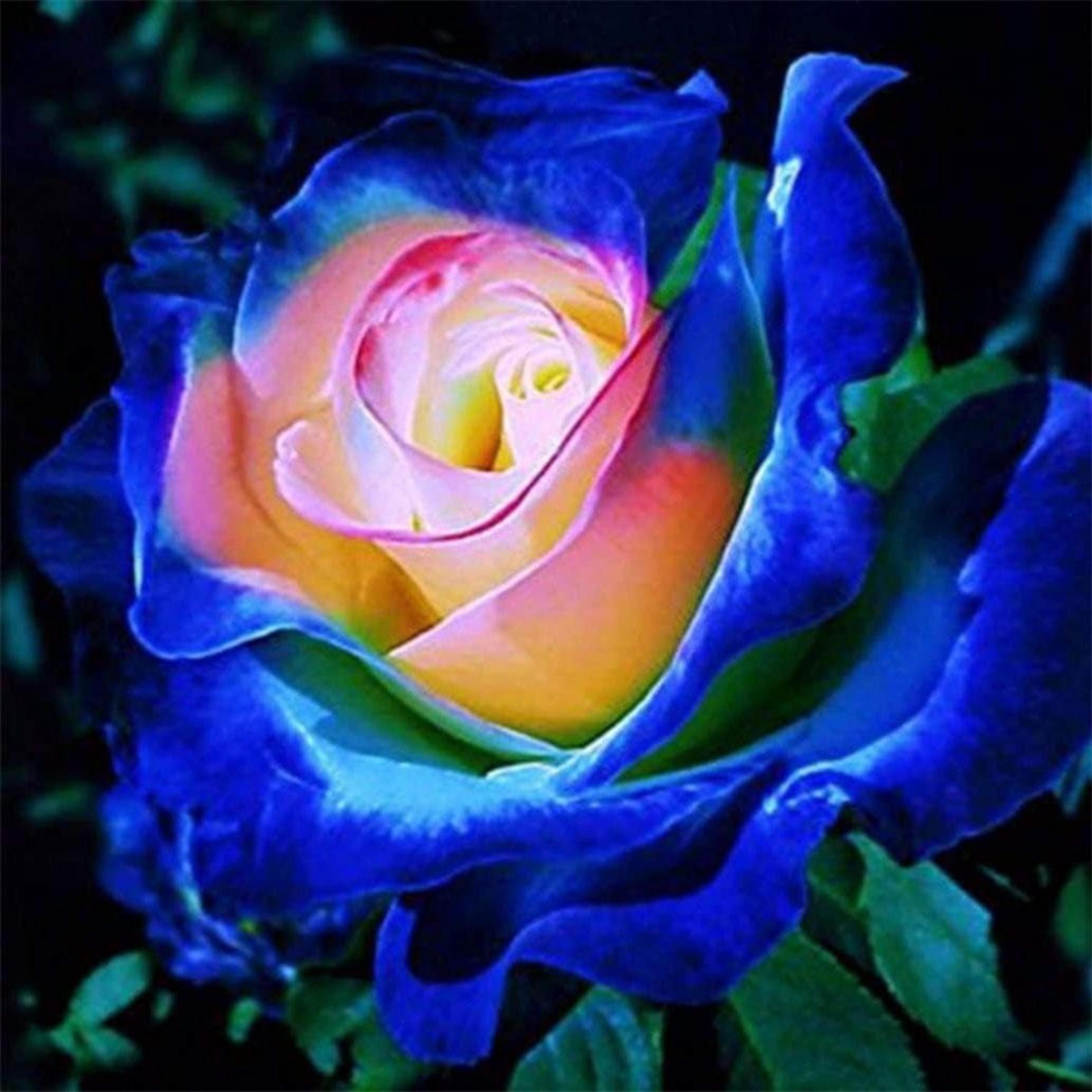 Rare Lavender Pink Rose Seeds – Climbing Heirloom Flowers