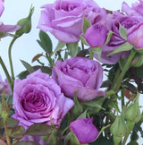 Live Purple Mini Rose Bush 5–7 Inch Potted Plant