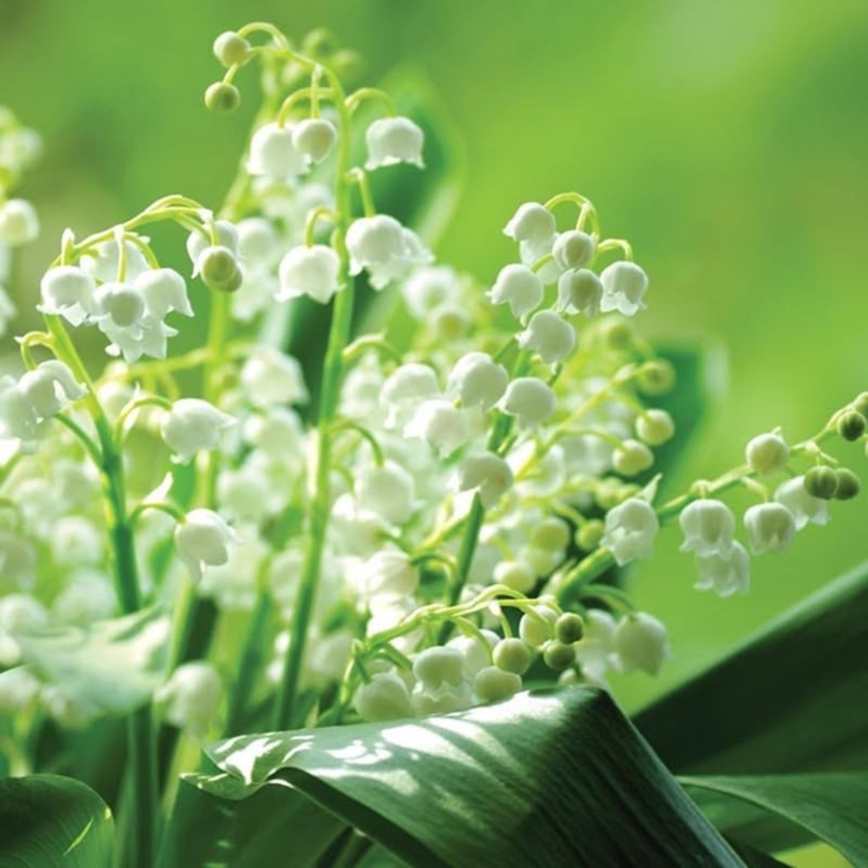 Lily of the Valley Bulbs for Planting – Fragrant White Perennial Flowers
