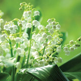Lily of the Valley Bulbs for Planting – Fragrant White Perennial Flowers