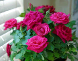 Miniature Rose Plant Live 3” Potted Rose Compact Colorful Flowering Bush Pink