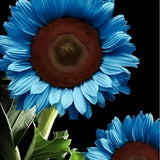 Rare Midnight Oil Blue Sunflower Seeds – Organic Garden Flower