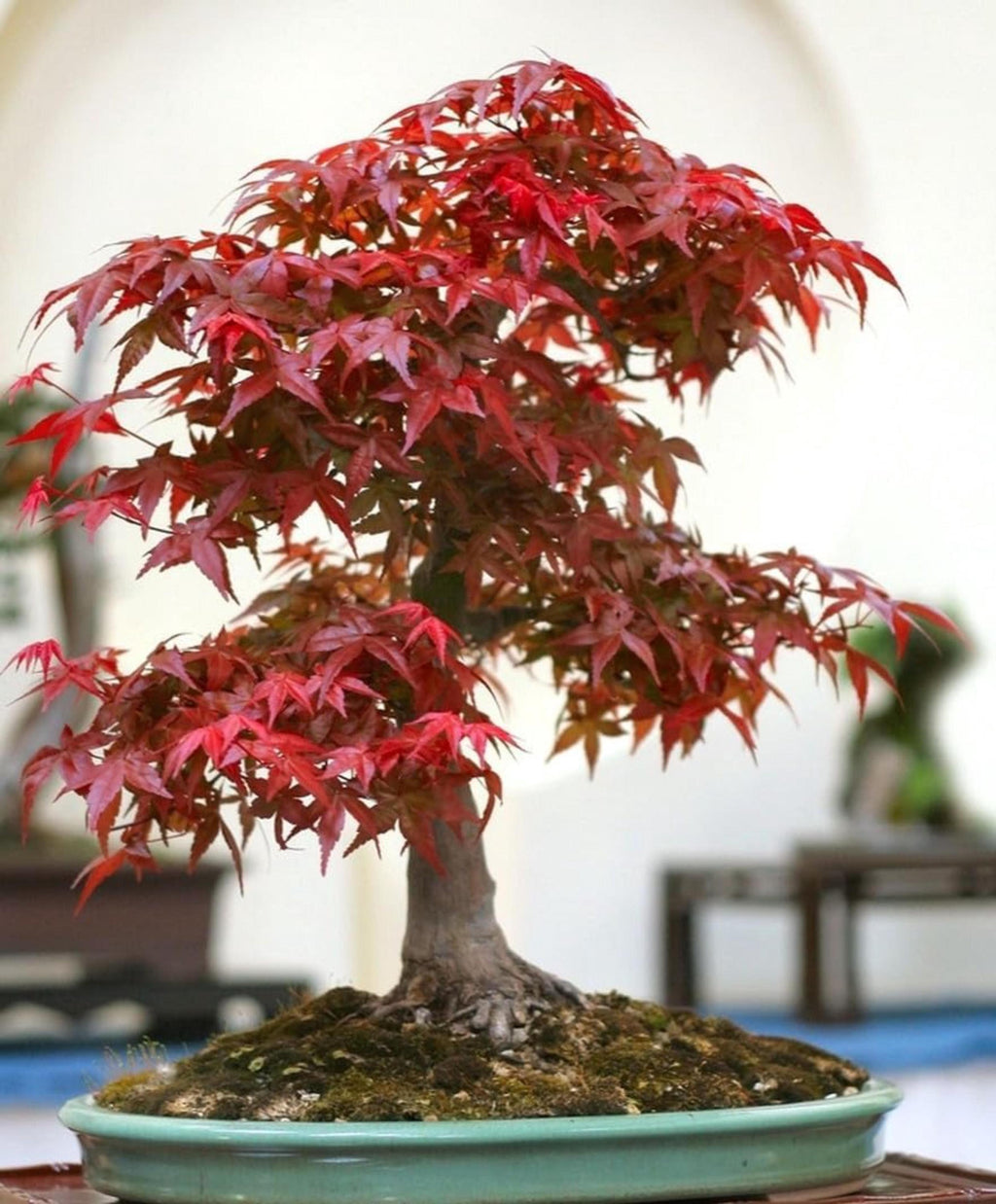 Japanese Red Maple Seeds – Bonsai Tree Seed Pack