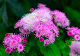 Pink Ageratum Seeds – Floss Flower Non GMO Garden Planting Seeds