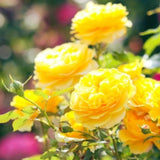 Fragrant Yellow Climbing Rose Live Plant – Well Rooted Rose Bush