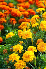 French Marigold Seeds Sparky Mix | Heirloom Non GMO Organic Flower Seeds