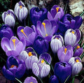 Blue Moon Mix Crocus Bulbs – Blue & Purple Spring Flowers
