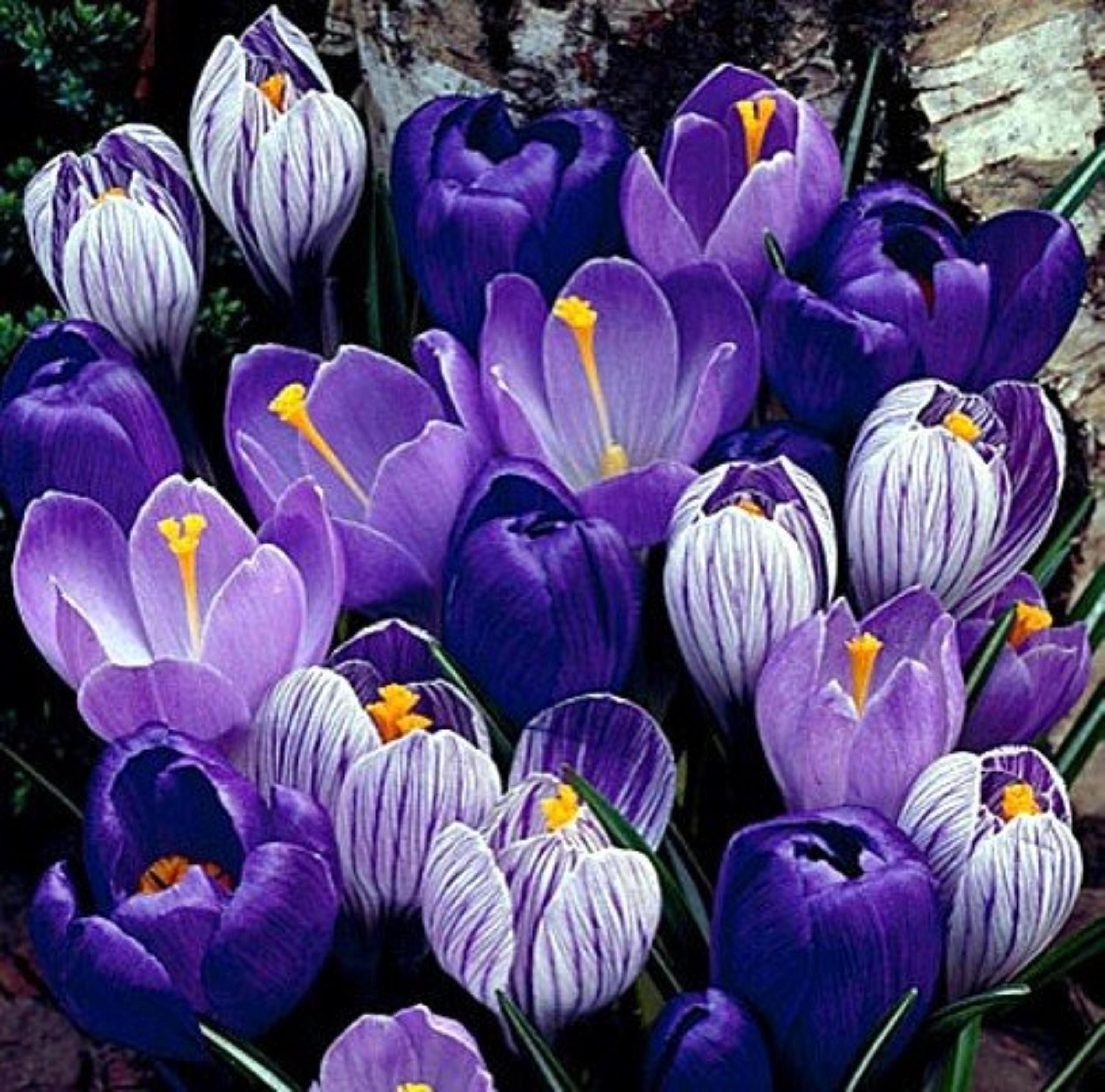 Blue Moon Mix Crocus Bulbs – Blue & Purple Spring Flowers